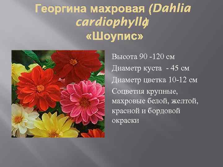 Георгина махровая (Dahlia ) cardiophylla «Шоупис» Высота 90 -120 см Диаметр куста - 45