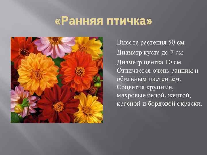  «Ранняя птичка» Высота растения 50 см Диаметр куста до 7 см Диаметр цветка