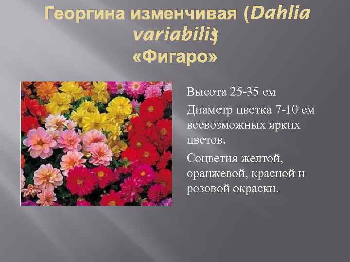 Георгина изменчивая (Dahlia ) variabilis «Фигаро» Высота 25 -35 см Диаметр цветка 7 -10