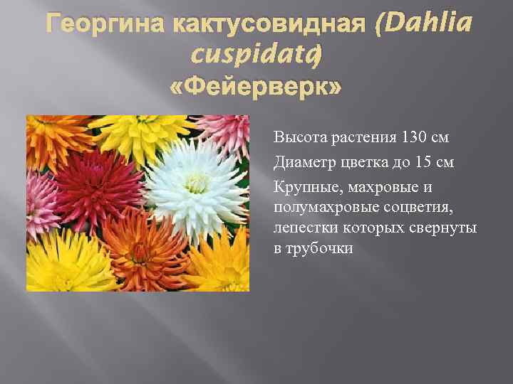 Георгина кактусовидная (Dahlia ) cuspidata «Фейерверк» Высота растения 130 см Диаметр цветка до 15