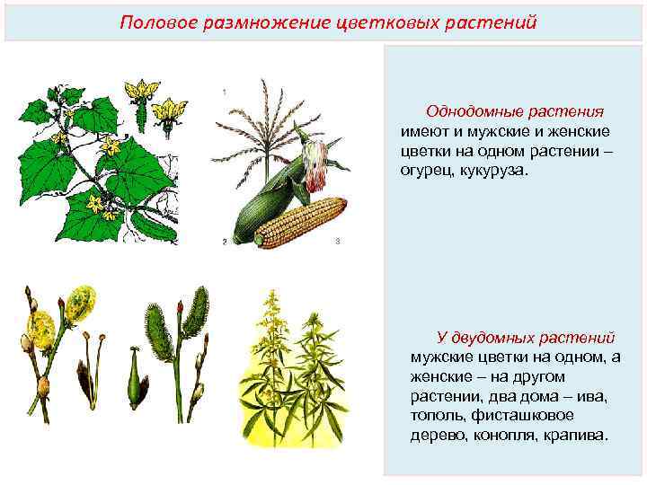 Дайте характеристику половому размножению растений. Огурец однодомное растение. Половое размножение растений. Соцветие огурца. Однодомные и двудомные растения.