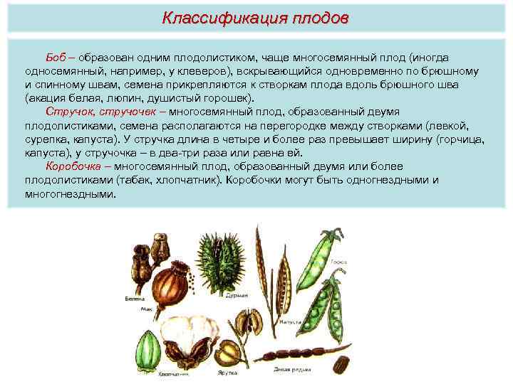 Классификация плодов Боб – образован одним плодолистиком, чаще многосемянный плод (иногда односемянный, например, у