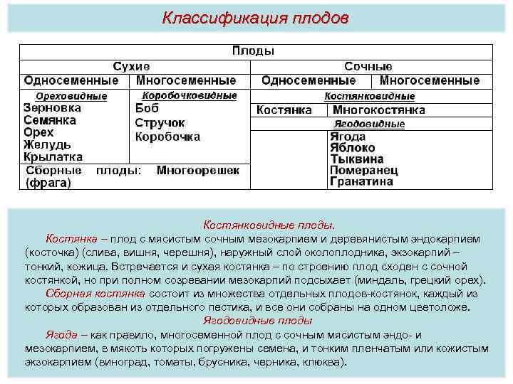 Классификация плодов Костянковидные плоды. Костянка – плод с мясистым сочным мезокарпием и деревянистым эндокарпием