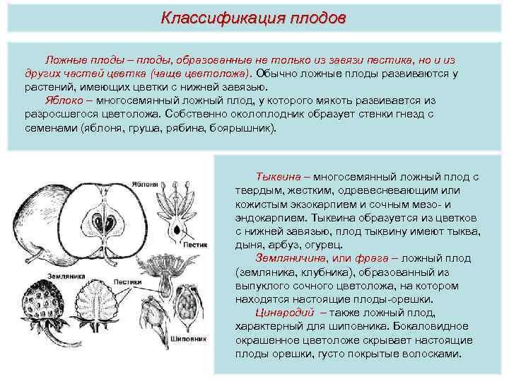 Классификация плодов Ложные плоды – плоды, образованные не только из завязи пестика, но и