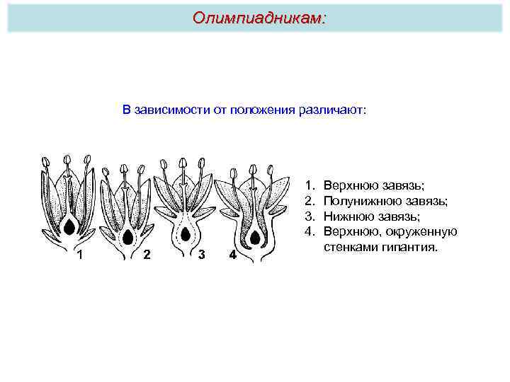 Гипантий