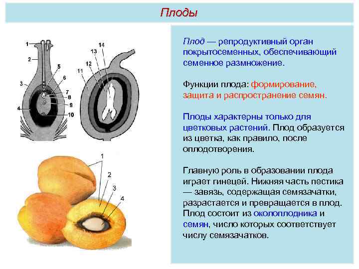 Плод состоит из. Строение плода цветковых растений. Образование семян и плодов у покрытосеменных растений.