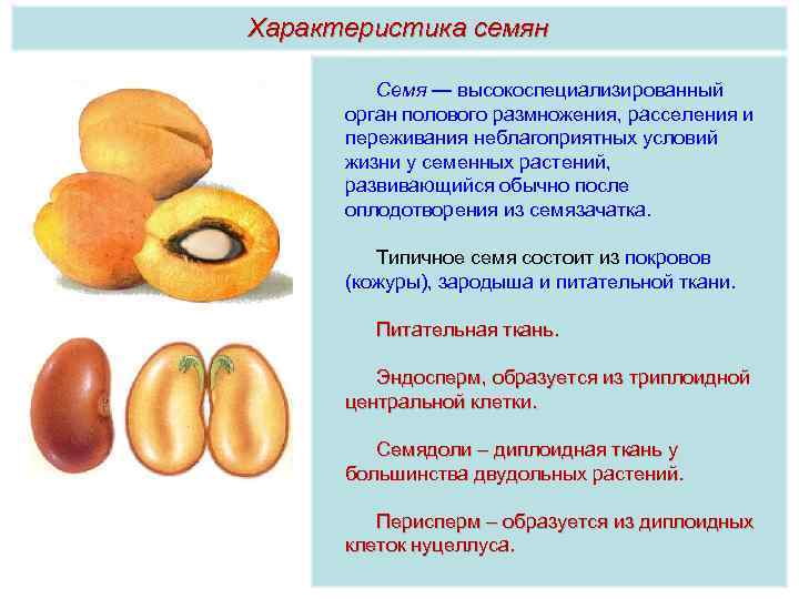 Схема распространение плодов и семян