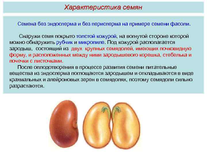 Характеристика семян Семена без эндосперма и без перисперма на примере семени фасоли. Снаружи семя