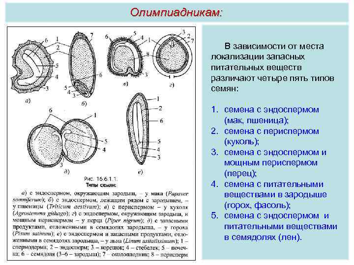Олимпиадникам: В зависимости от места локализации запасных питательных веществ различают четыре пять типов семян: