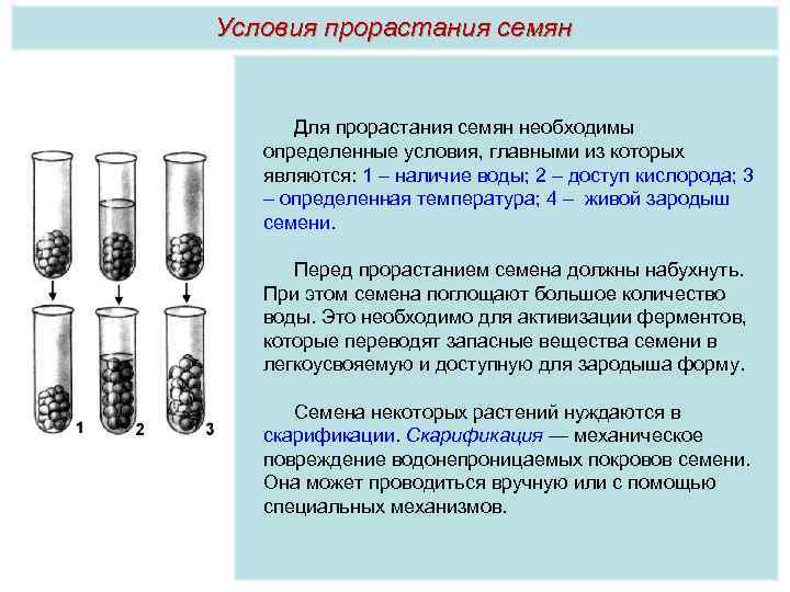 Условия прорастания семян Для прорастания семян необходимы определенные условия, главными из которых являются: 1