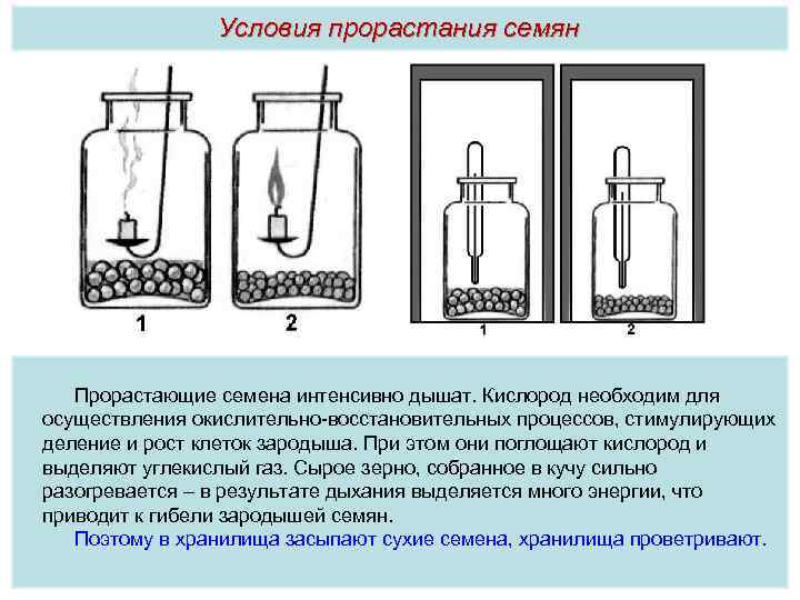 Условия прорастания семян Прорастающие семена интенсивно дышат. Кислород необходим для осуществления окислительно восстановительных процессов,