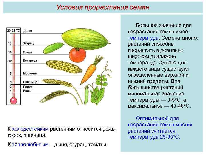 Условия прорастания семян Большое значение для прорастания семян имеет температура. Семена многих растений способны