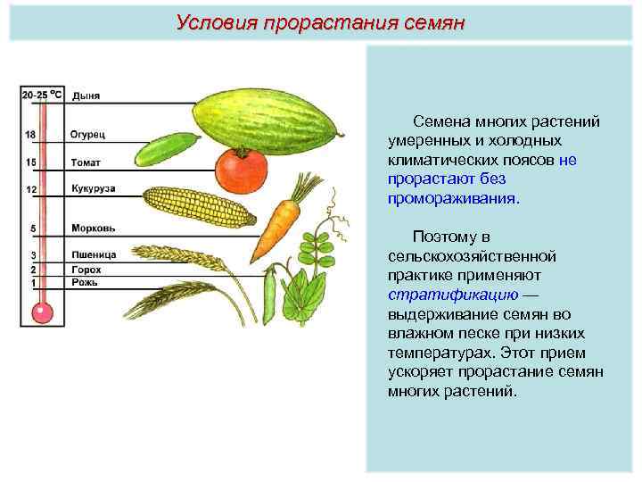 Условия прорастания семян Семена многих растений умеренных и холодных климатических поясов не прорастают без