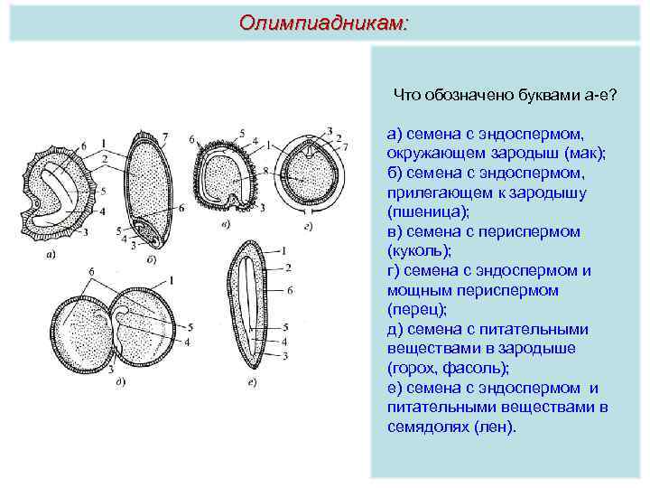 Олимпиадникам: Что обозначено буквами а е? а) семена с эндоспермом, окружающем зародыш (мак); б)