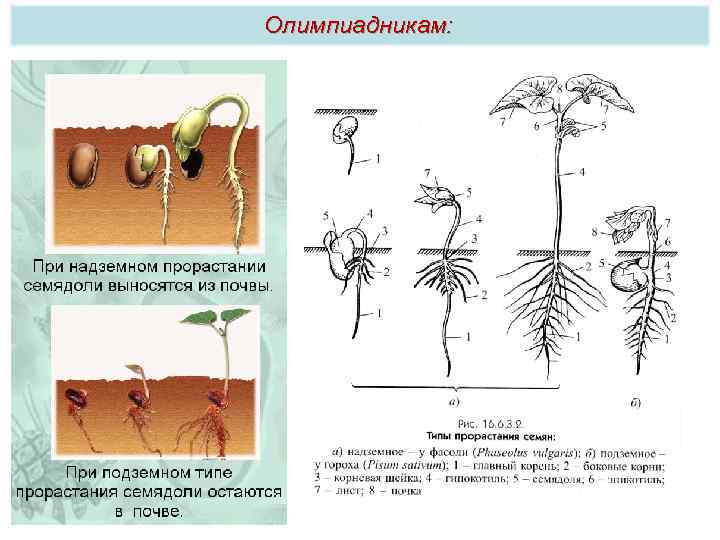 Олимпиадникам: 