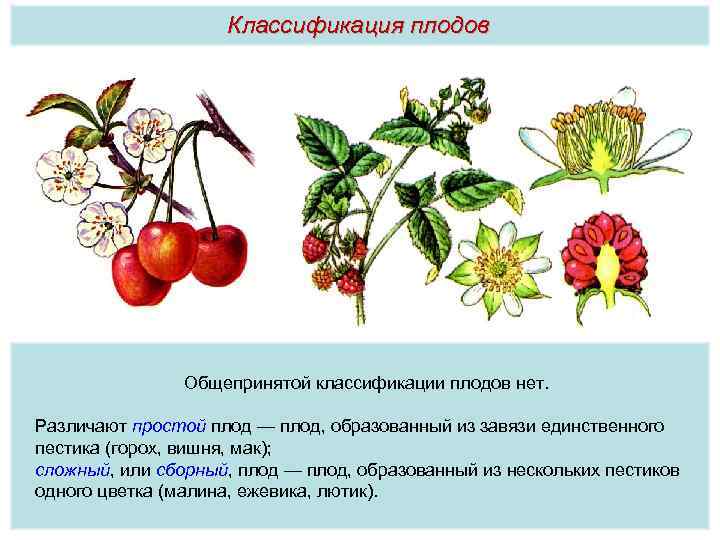 Плод тест 1. Вишня Тип плода. Плод простой или сборный. Простой или сложный плод. Плоды классификация задания.