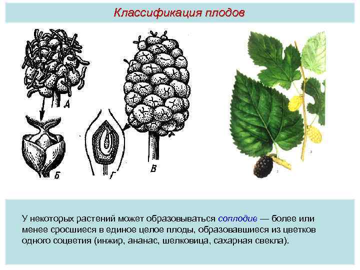 Простые плоды сложные плоды соплодия. Соплодие Тип плода. Соплодия у каких растений. Соплодие развивается у. Соплодие образовалось из.