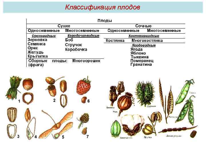 Классификация плодов 