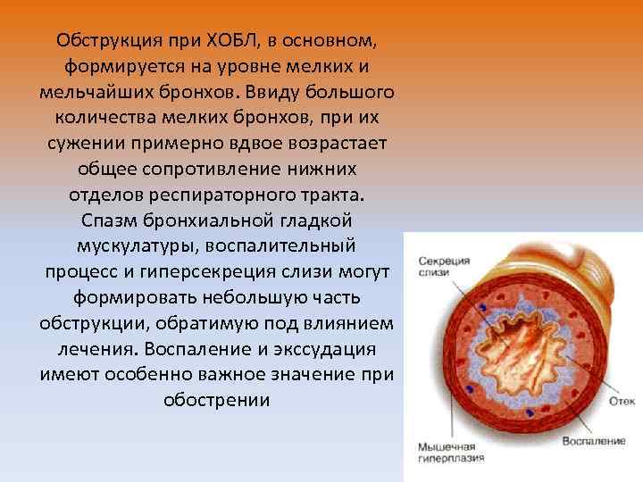 Обструкция при ХОБЛ, в основном, формируется на уровне мелких и мельчайших бронхов. Ввиду большого