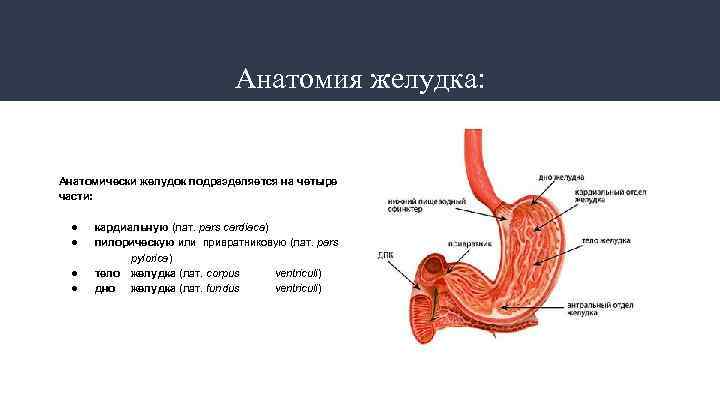 Желудок человека фото анатомия