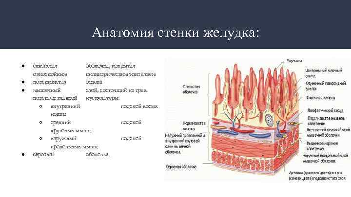 Анатомия стенки желудка: ● ● слизистая оболочка, покрытая однослойным цилиндрическим эпителием подслизистая основа мышечный