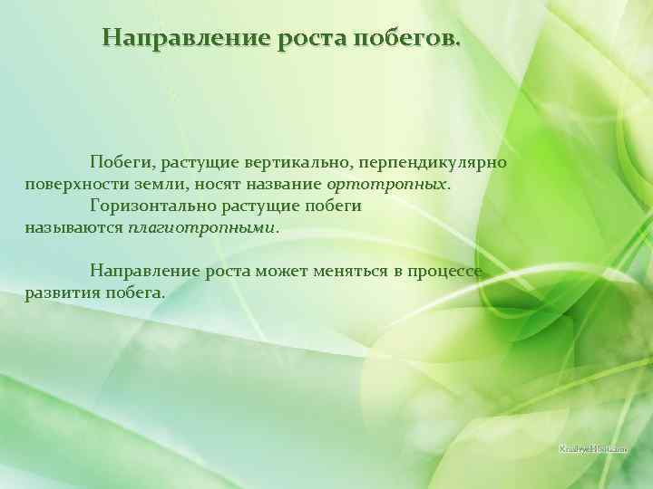 Направление роста побегов. Побеги, растущие вертикально, перпендикулярно поверхности земли, носят название ортотропных. Горизонтально растущие