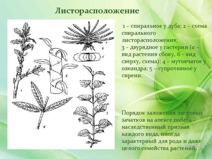 Листорасположение 1 – спиральное у дуба; 2 – схема спирального листорасположения; 3 – двурядное