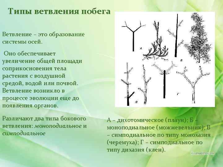 Типы ветвления побега Ветвление – это образование системы осей. Оно обеспечивает увеличение общей площади