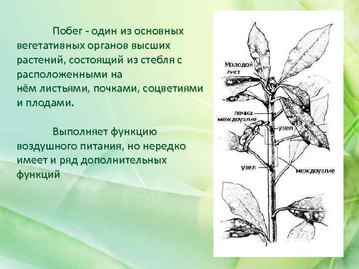 Побег - один из основных вегетативных органов высших растений, состоящий из стебля с расположенными