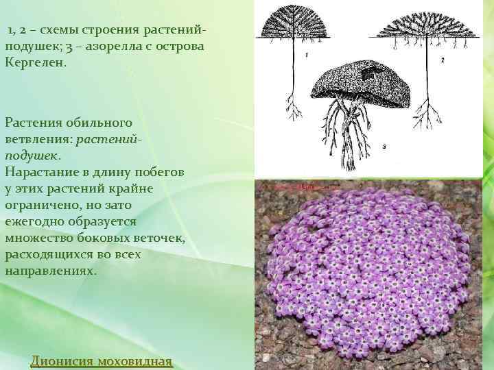  1, 2 – схемы строения растений- подушек; 3 – азорелла с острова Кергелен.