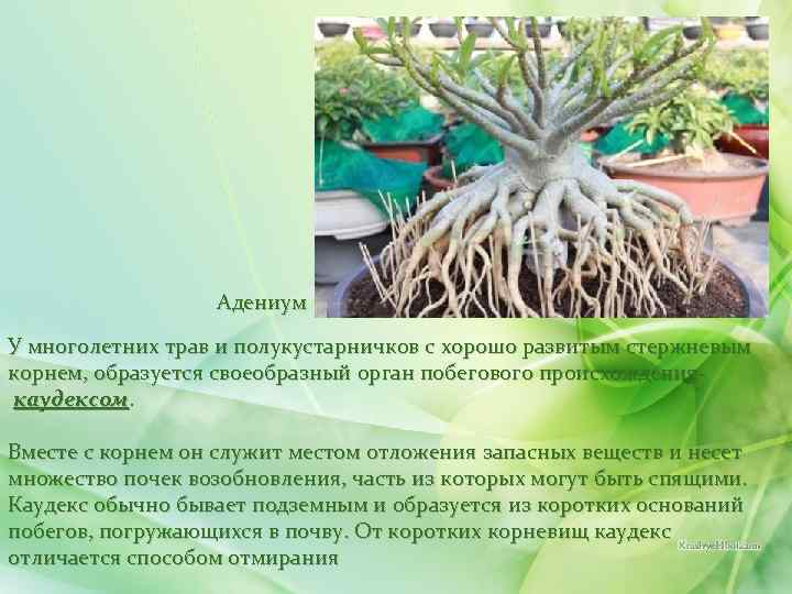 Адениум У многолетних трав и полукустарничков с хорошо развитым стержневым корнем, образуется своеобразный орган