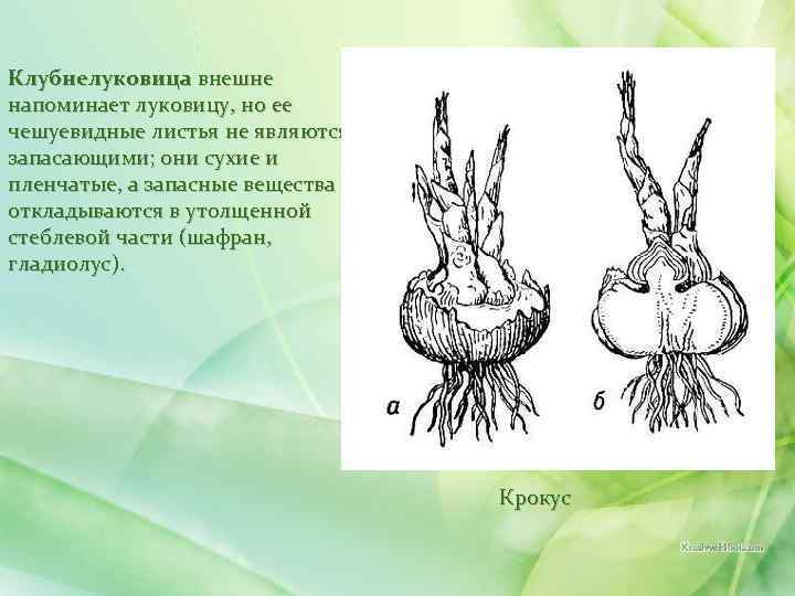 Клубнелуковица внешне напоминает луковицу, но ее чешуевидные листья не являются запасающими; они сухие и