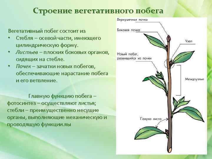 Строение вегетативного побега Вегетативный побег состоит из • Стебля – осевой части, имеющего цилиндрическую