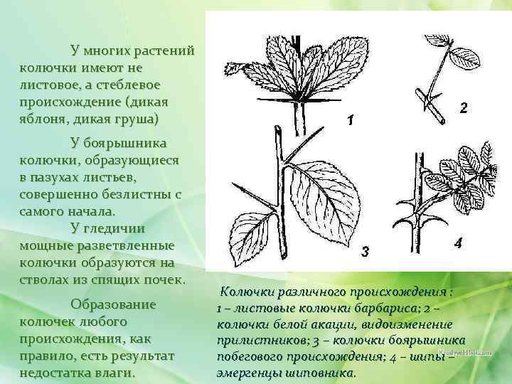 У многих растений колючки имеют не листовое, а стеблевое происхождение (дикая яблоня, дикая груша)