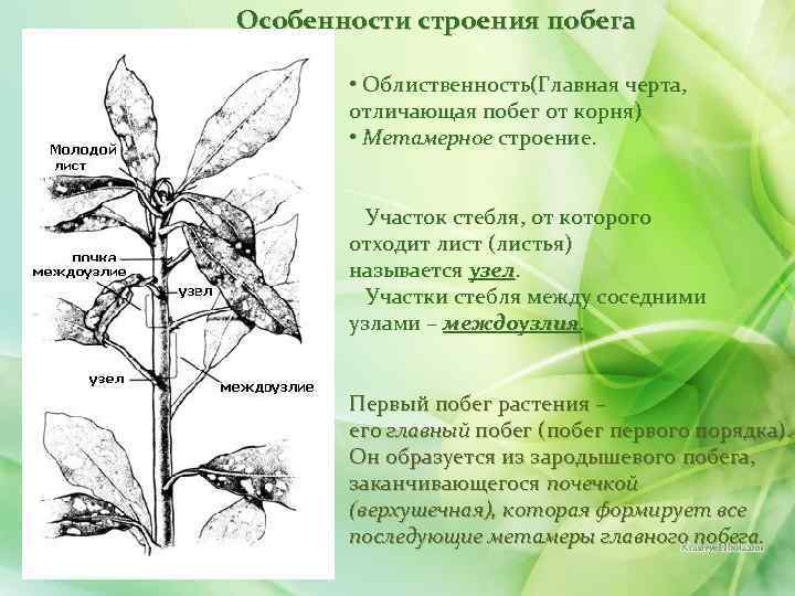 Особенности строения побега • Облиственность(Главная черта, отличающая побег от корня) • Метамерное строение. Участок