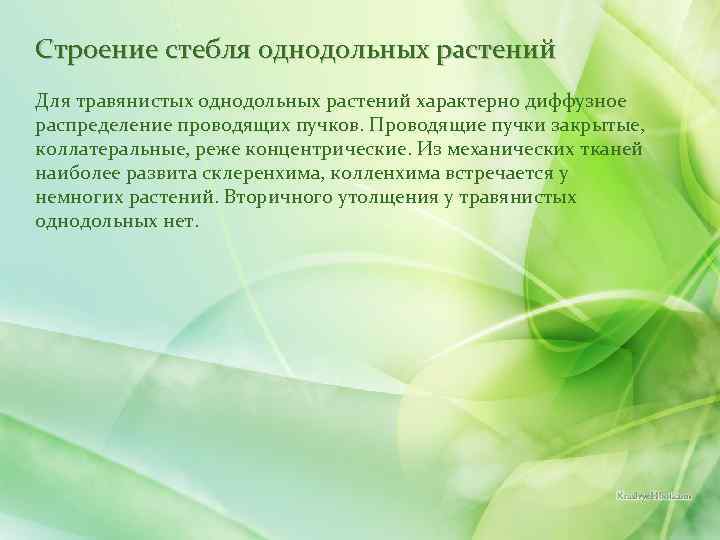 Строение стебля однодольных растений Для травянистых однодольных растений характерно диффузное распределение проводящих пучков. Проводящие