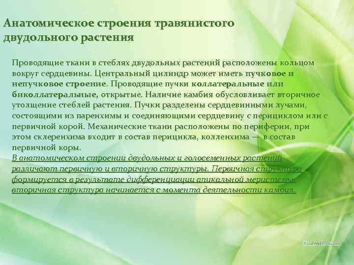 Анатомическое строения травянистого двудольного растения Проводящие ткани в стеблях двудольных растений расположены кольцом вокруг