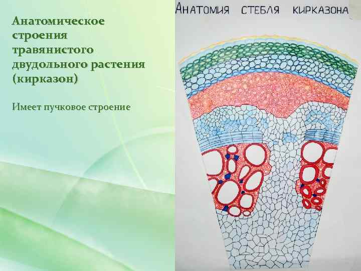 Анатомическое строения травянистого двудольного растения (кирказон) Имеет пучковое строение 