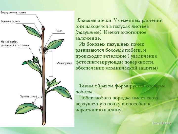  Боковые почки. У семенных растений они находятся в пазухах листьев (пазушные). Имеют экзогенное