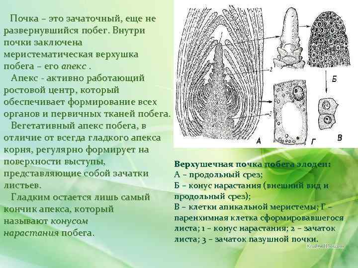  Почка – это зачаточный, еще не развернувшийся побег. Внутри почки заключена меристематическая верхушка