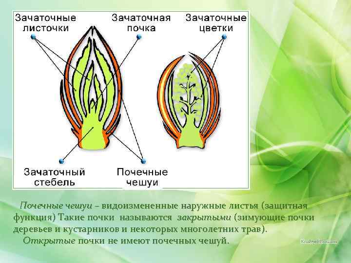  Почечные чешуи – видоизмененные наружные листья (защитная функция) Такие почки называются закрытыми (зимующие