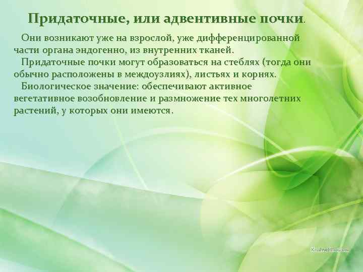 Придаточные, или адвентивные почки. Они возникают уже на взрослой, уже дифференцированной части органа эндогенно,