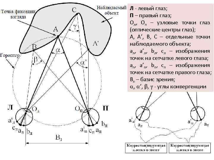 Л - левый глаз; П – правый глаз; Ол, Оп – узловые точки глаз