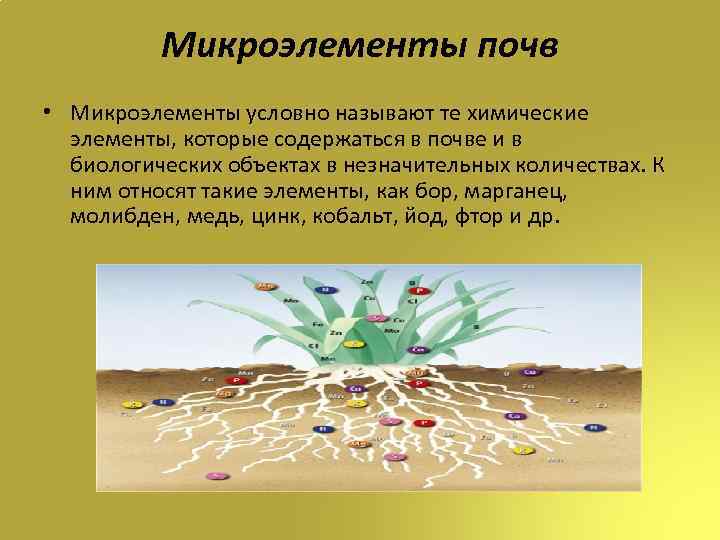 Микроэлементы почв • Микроэлементы условно называют те химические элементы, которые содержаться в почве и