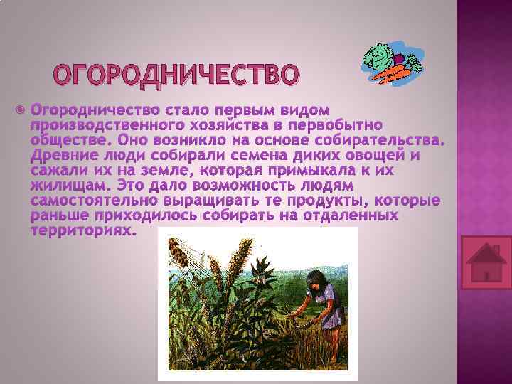 ОГОРОДНИЧЕСТВО Огородничество стало первым видом производственного хозяйства в первобытно обществе. Оно возникло на основе