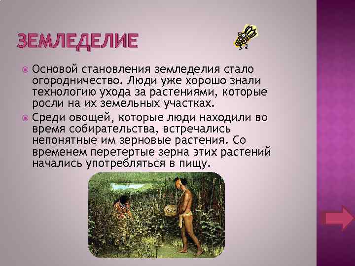 ЗЕМЛЕДЕЛИЕ Основой становления земледелия стало огородничество. Люди уже хорошо знали технологию ухода за растениями,