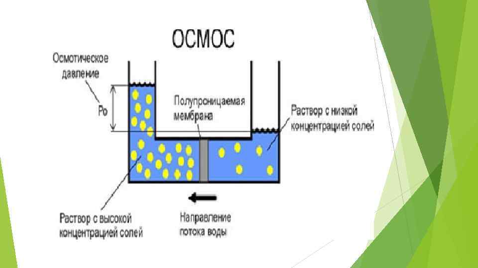 Осмос картинка биология