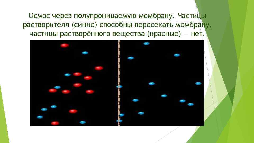 Осмос через полупроницаемую мембрану. Частицы растворителя (синие) способны пересекать мембрану, частицы растворённого вещества (красные)