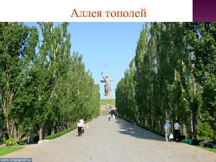 Аллея тополей 