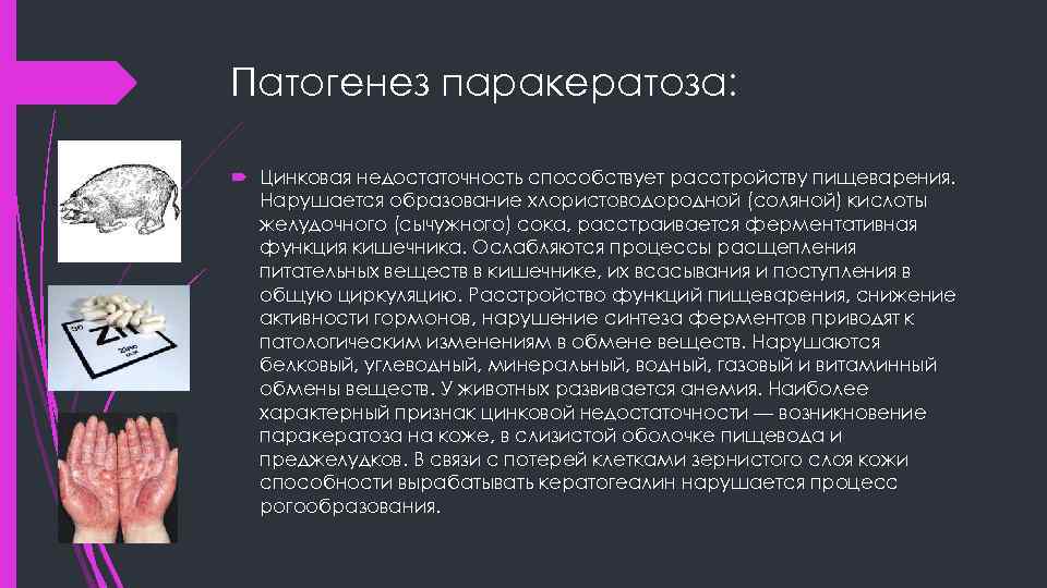 Патогенез паракератоза: Цинковая недостаточность способствует расстройству пищеварения. Нарушается образование хлористоводородной (соляной) кислоты желудочного (сычужного)